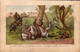 Rattlesnake, Anaconda, Cobra 6 Species Antique Hand Coloured Engraving -35.