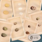 Job Lot 8 Antique 149 Years-Old 1875 Engravings Rev Morris Bird Eggs Set-D.