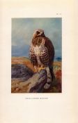 Rough Legged Buzzard Coloured Archibald Thorburn 98-Year-Old Bird Print-77.