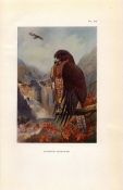 Common Buzzard Coloured Archibald Thorburn 98-Year-Old Bird Print-76.
