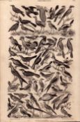 Ornithology Study of Birds 50 Illustrations Antique 154 Yrs-Old Steel Engraving -14.