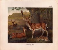The Fallow Deer Rare Limited-Edition Antique JG Millais Print-14.