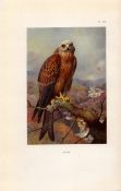 Kite Coloured Archibald Thorburn 98-Year-Old Bird Print-82.