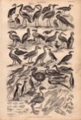 Victorian Birds 35 Species Antique Oliver Goldsmith Engravings XX.