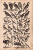 Victorian Birds 37 Species Antique Oliver Goldsmith Engravings XV.