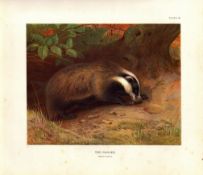 The Badger Rare Limited-Edition Antique Coloured JG Millais Print-71.