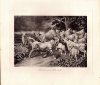 The White Cattle Herd Rare Limited-Edition Antique JG Millais Print-26.