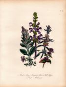 Rare 165-Yr-Old Antique Wildflower Gilt-Edged Illustration Jane Webb Loudon-50.