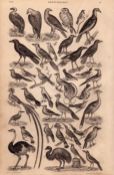 Ornithology Study of Birds 38 Illustrations Antique 154 Yrs-Old Steel Engraving -12.