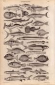 Ichthyology 28 Illustrations Species Marine Fishes Antique 154 Yrs-Old Steel Engraving -4.