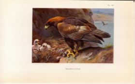 Golden Eagle Coloured Archibald Thorburn 98-Year-Old Bird Print-78.
