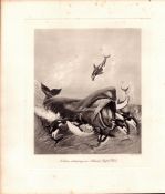 Killer Orca Whales Attacking Atlantic Whale Rare Limited-Edition Antique Print-2.