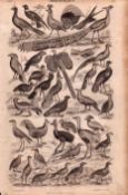 Ornithology Study of Birds 35 Illustrations Antique 154 Yrs-Old Steel Engraving -16.
