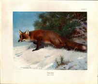 The Fox Canis Vulpes Rare Limited-Edition Coloured J.G. Millais, Antique Print-51.