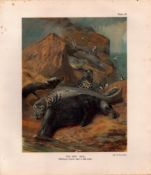 The Grey Seal Male Rare Limited-Edition Coloured J.G. Millais, Antique Print-47.