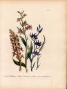 Rare 165-Yr-Old Antique Wildflower Gilt-Edged Illustration Jane Webb Loudon-55.