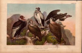 The Vulture Family Species Antique Hand Coloured Oliver Goldsmith Engraving-19.