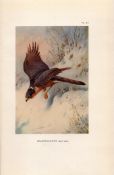 Sparrow-Hawk Coloured Archibald Thorburn 98-Year-Old Bird Print-81.