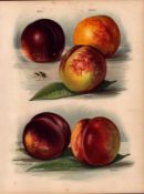 Peaches Selection 1891-1894 Antique Mary Rivers Fruit Illustration-19.