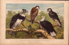 The Eagle Family Species Antique Hand Coloured Oliver Goldsmith Engraving -18.