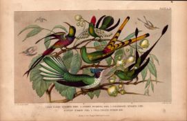 The Hummingbird Family Antique Hand Coloured Oliver Goldsmith Engraving -28.