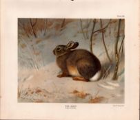The Common Rabbit Rare Limited-Edition Antique JG Millais Print-27.