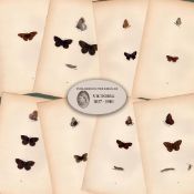 Collection of 8 Antique 129 Years-Old Rev Morris Butterflies Woodblock Engravings-5.