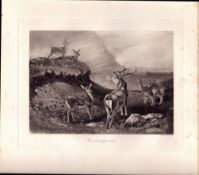The Deer Pride Rare Limited-Edition Antique JG Millais Print-19.