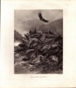 Common Seals Resting Winter Rare Limited-Edition J.G. Millais Antique Print-41.