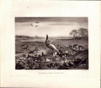 Stoat & Its Intended Victims Rare Limited-Edition J.G. Millais, Antique Print-90.