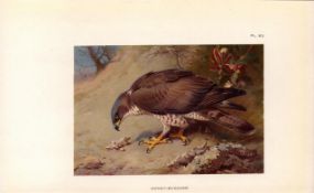 Honey Buzzard Coloured Archibald Thorburn 98-Year-Old Bird Print-83.