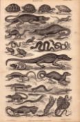 The Victorian World Of Reptiles 26 Species Antique Oliver Goldsmith Engraving.