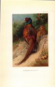 The Pheasant Coloured Archibald Thorburn 98-Year-Old Bird Print-127.