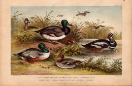 Duck & Shoveler 6 Species Antique Hand Coloured Oliver Goldsmith Engraving -32.