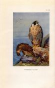 Peregrine Falcon Coloured Archibald Thorburn 98-Year-Old Bird Print-66.