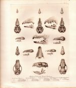 Skulls & Teeth Insectivore Rare Limited-Edition Antique J.G. Millais Print-95.