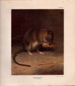 The Brown Rat Rare Limited-Edition Coloured J.G. Millais Antique Print-77.