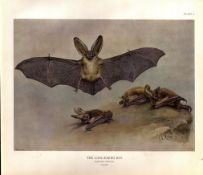 The Serotine Bat Rare Limited-Edition J.G. Millais, Coloured Antique Print-63.