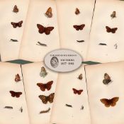 Collection of 8 Antique 129 Years-Old Rev Morris Butterflies Woodblock Engravings-4.