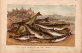 Cod, Haddock, Mackerel 8 Fish Species Antique Oliver Goldsmith Engraving -34.