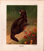 The Polecat Rare Limited-Edition Coloured J.G. Millais, Antique Print-92.