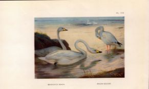 Berwick Swan & Snow Goose Thorburn 98-Year-Old Bird Print-104.
