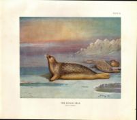 The Ringed Seal Rare Limited-Edition Coloured J.G. Millais Antique Print-37.