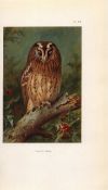 Tawny Owl Coloured Archibald Thorburn 98-Year-Old Bird Print-68.