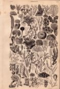 Coral Polyp Study Flowers 75 Illustrations Antique 154 Yrs-Old Steel Engraving -10.