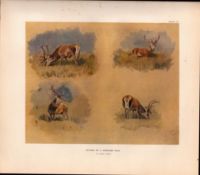Highland Stag Studies Rare Limited-Edition Antique JG Millais Print-23.