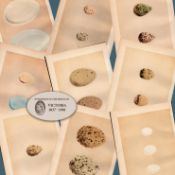 Job Lot 9 Antique 149 Years-Old 1875 Engravings Rev Morris Bird Eggs Set-G.