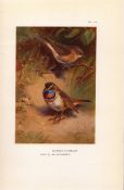 Artic Bluethroat Coloured Thorburn 98-Year-Old Bird Print-10.