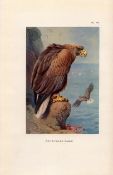 White Tailed Eagle Coloured Archibald Thorburn 98-Year-Old Bird Print-79.