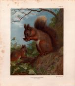 The Common Squirrel Rare Limited-Edition Coloured Antique Print-86.